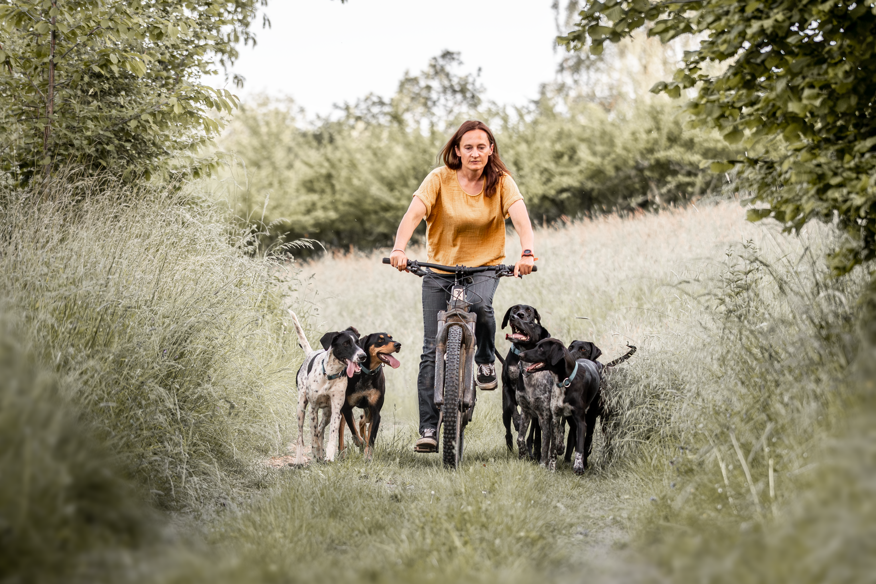 Frau mit Fahrrad durch grüne Wiese unterwegs mit sechs Hunden, Feebiken.